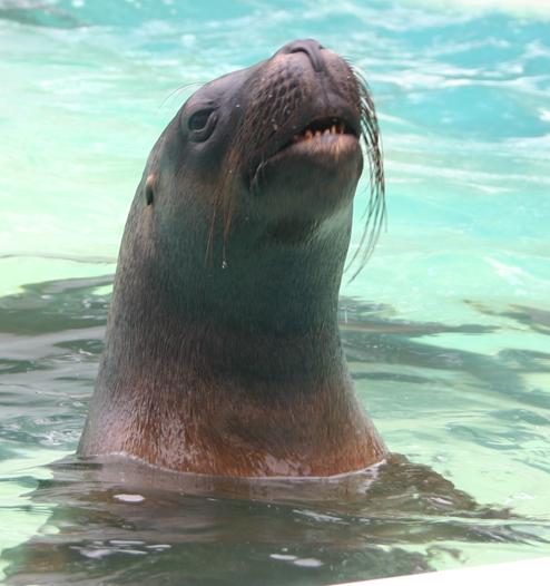 A sea lion of the popular Sea Lion Splash Show comes up for air in the stage pool. The show repeatedly draws packed crowds during the fair.