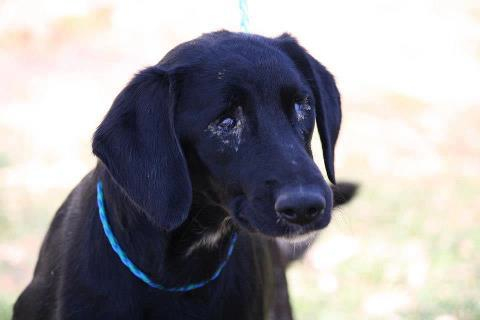 (Courtesy photo) Keller is a new arrival at the Warrensburg Animal Shelter. She arrived blind and will need to have her eyes removed and time to recover before being adoptable.