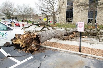 (Photo courtesy Andrew Mather) A tree blocks Clark Street after falling Thursday morning.