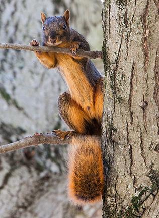 PHOTO BY BRANDON BOWMAN / PHOTO EDITOR
One of UCMs many squirrels looks over the quad Tuesday, Oct. 20 while students head to and from class.