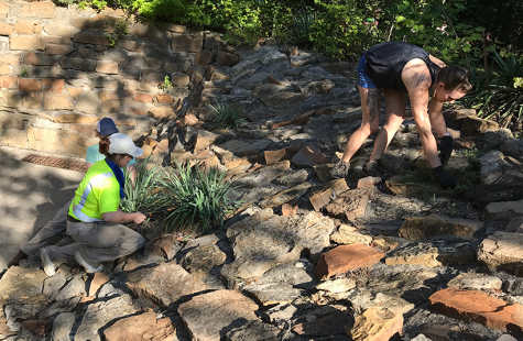Volunteers at last year’s Fall Beautification Day trim the plants along the side of the visitors center at Knob Noster State Park. (Photo courtesy of The Wildlife Society)