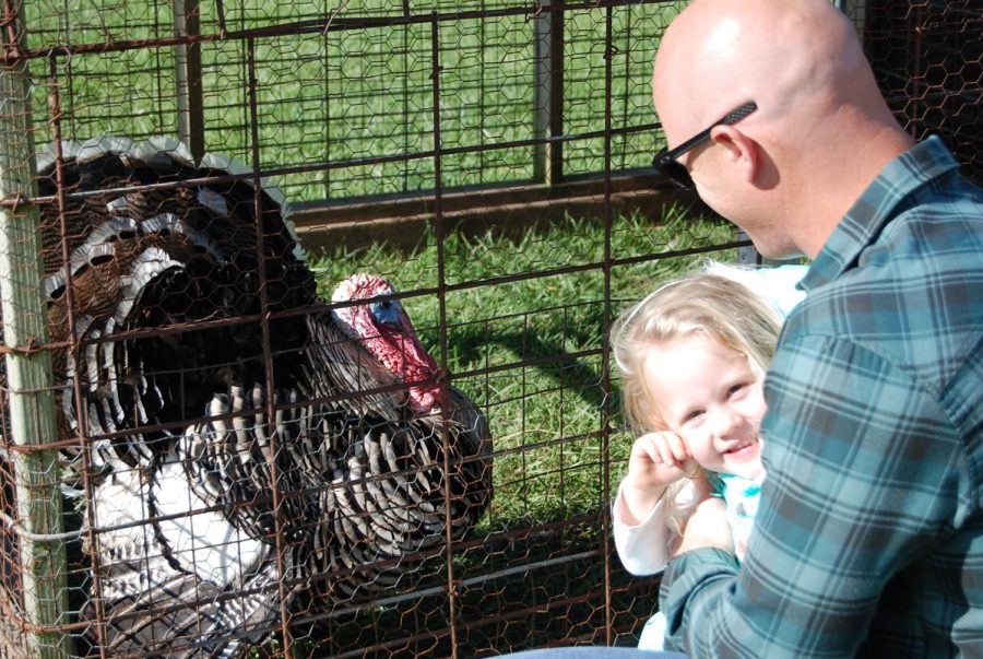 Emory Cobbs spends time with her dad, John Cobbs, while checking out the turkey in the petting zoo.