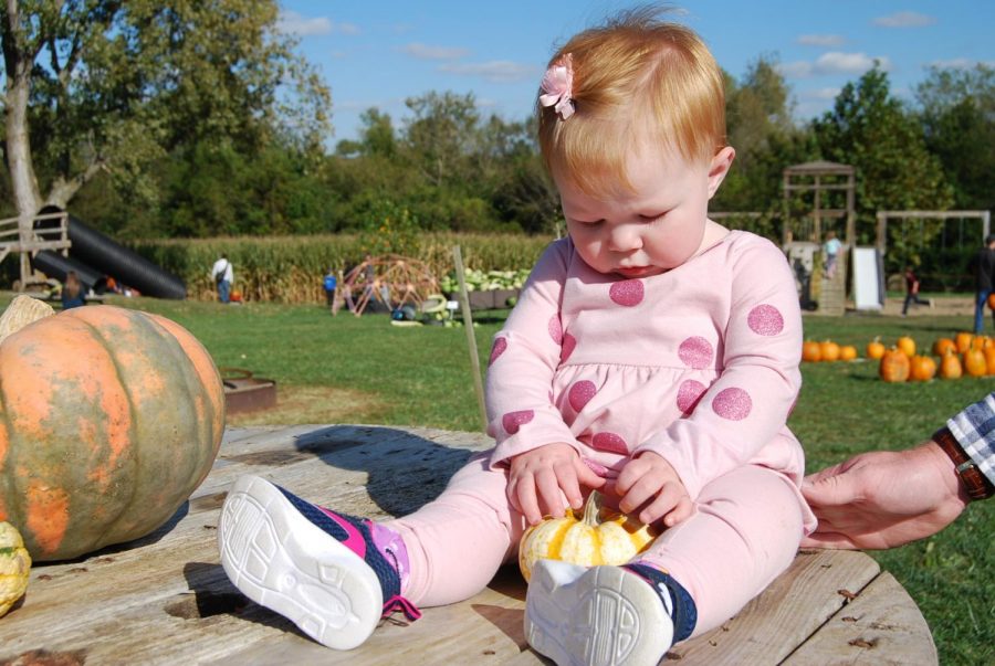 Baby Emberly Shirley plays with a small gourd while taking a break from picking pumpkins. Photo By Lauryn Morrow