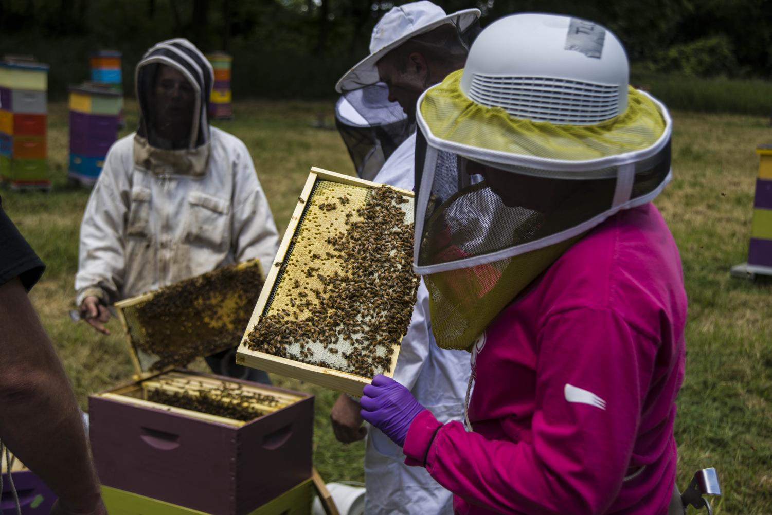 Veterans protect national food security by becoming beekeepers